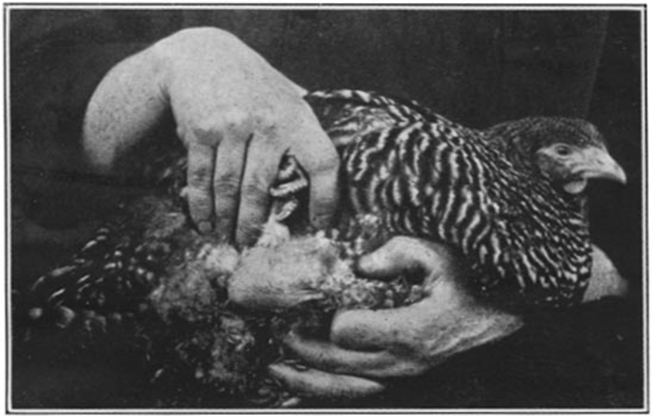 Figure 1 from the 1910 paper describing a transmissible sarcoma of the common fowl.